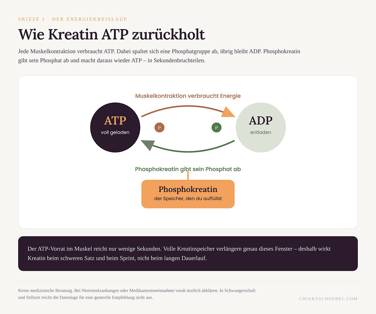 Skizze: Wie Phosphokreatin ATP wiederherstellt