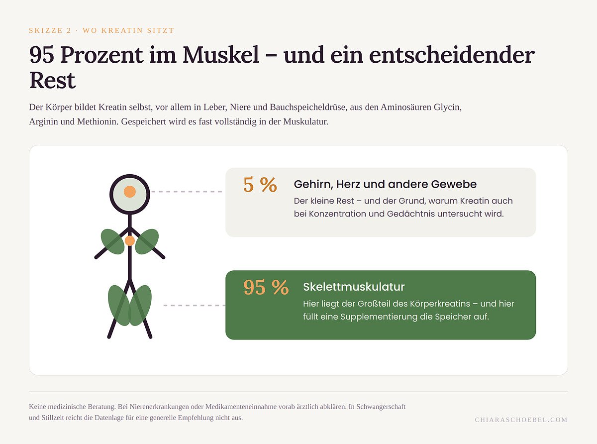 Skizze: 95 Prozent des Körperkreatins liegen in der Skelettmuskulatur