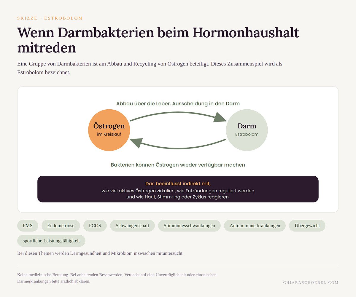 Skizze zum Estrobolom: Darmbakterien beeinflussen den Östrogenhaushalt