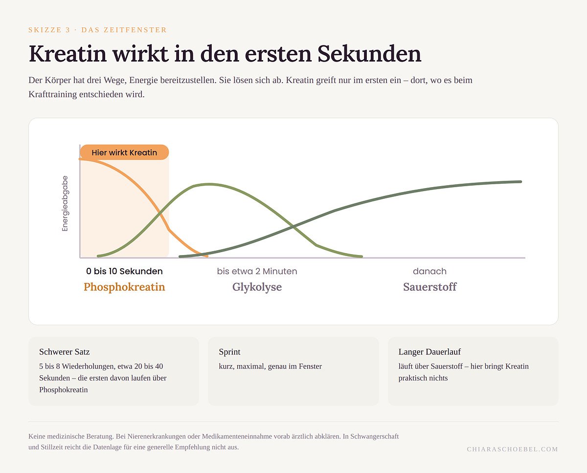 Skizze: Kreatin wirkt in den ersten Sekunden einer Belastung