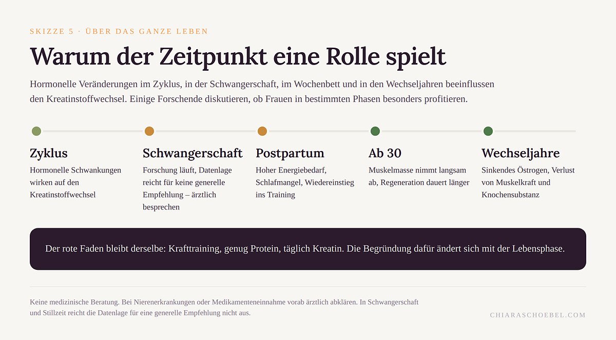 Skizze: Kreatin über verschiedene Lebensphasen hinweg